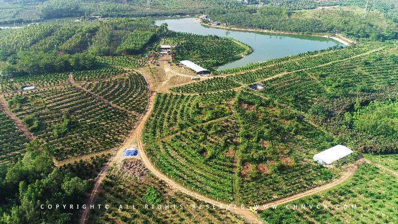 【全域分享】航拍中科富硒廉江紅橙基地，領略廉江紅橙生態種植