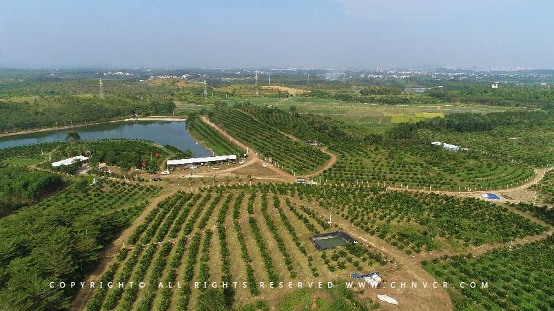 【全域分享】航拍中科富硒廉江紅橙基地，領略廉江紅橙生態種植