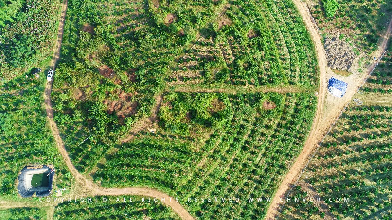 【全域分享】航拍中科富硒廉江紅橙基地，領略廉江紅橙生態種植