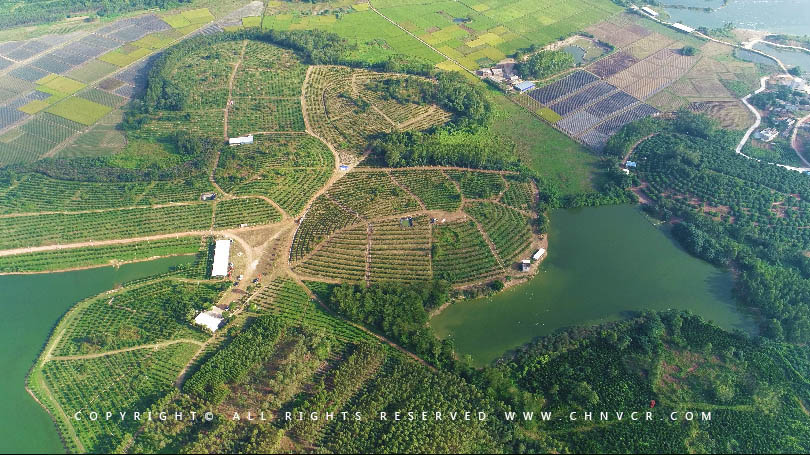 【全域分享】航拍中科富硒廉江紅橙基地，領略廉江紅橙生態種植
